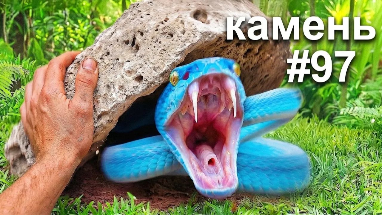 Я перевернул 100 камней в экзотических джунглях, и вот что я нашёл...