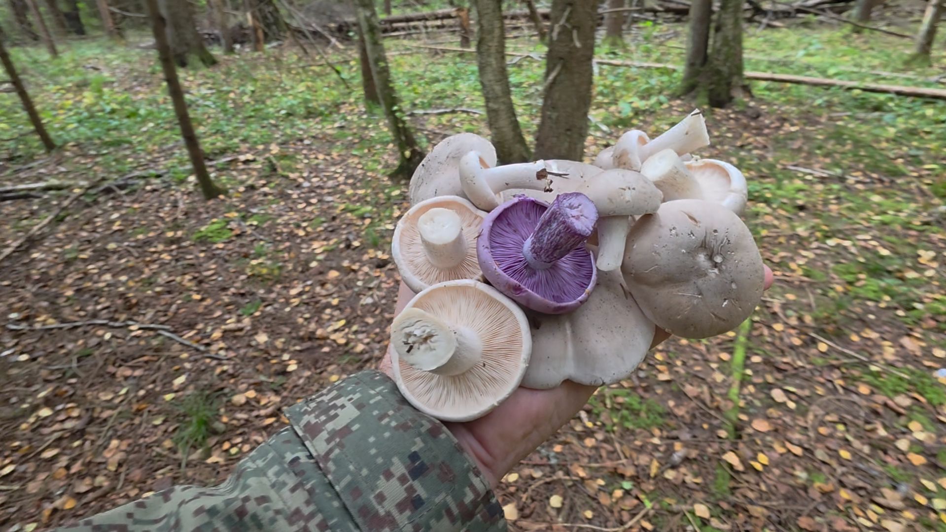 🍄ОСЕННИЕ ГРИБЫ🌳ГРИБЫ ОСЕНЬЮ🌲