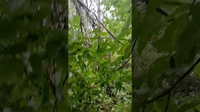 ОНА РУХНУЛА!СТАРАЯ ИВА!