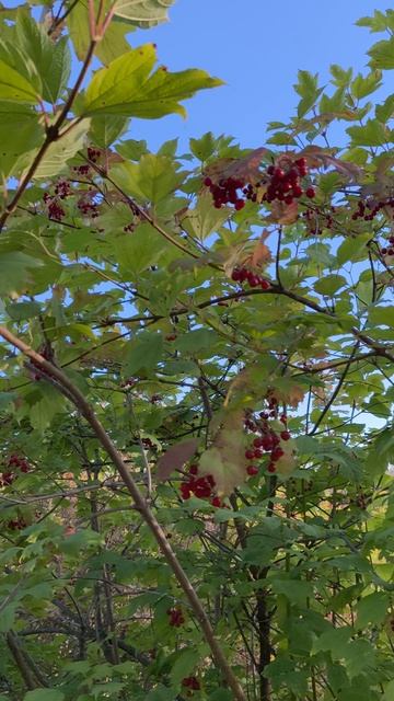 Калина набирает цвет 🍂