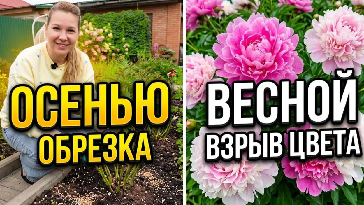 Не губите пионы ранней обрезкой осенью. Подготовка пионов к зиме.