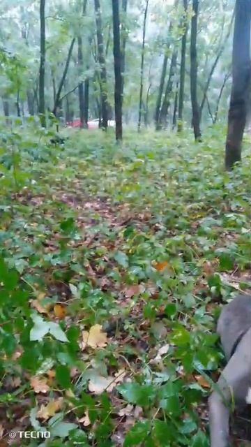 rutube.ru