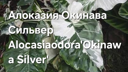 Алоказия Окинава Сильвер (Alocasia Odora 'Okinawa Silver')