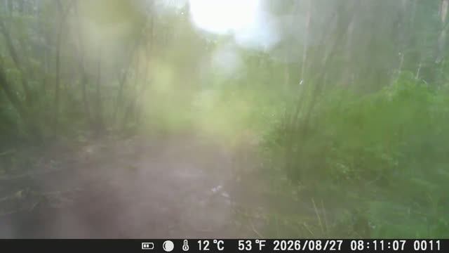 В утреннем тумане волк прошел