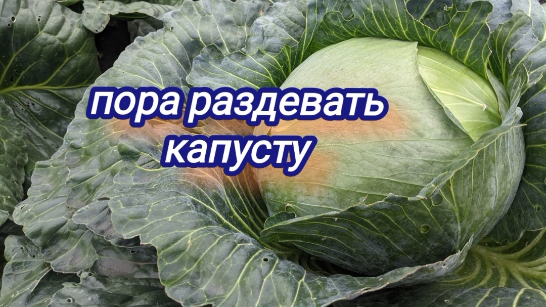 Как я выращиваю капусту. От рассады до уборки. Пора готовиться к уборке капусты