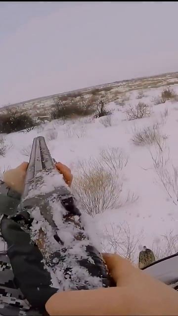 охота на Волков,волки прикончили сайгака#shorts#