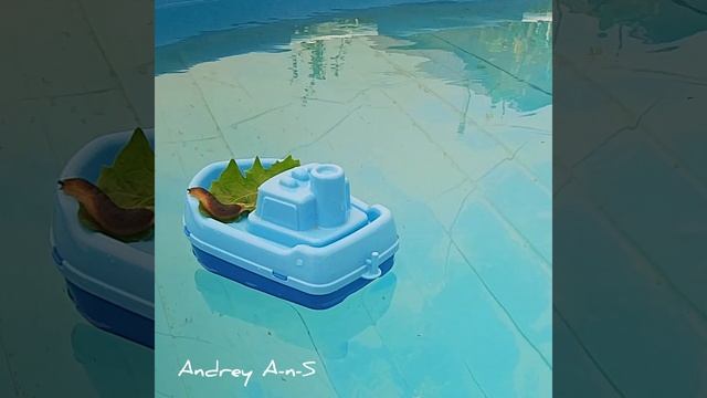09.14/01i Viola. September Snail's Voyage