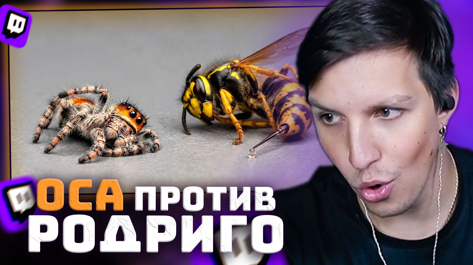 ПАУК РОДРИГО БЫЛ УЖАЛЕН ОСОЙ | РЕАКЦИЯ МАЗЕЛЛОВА