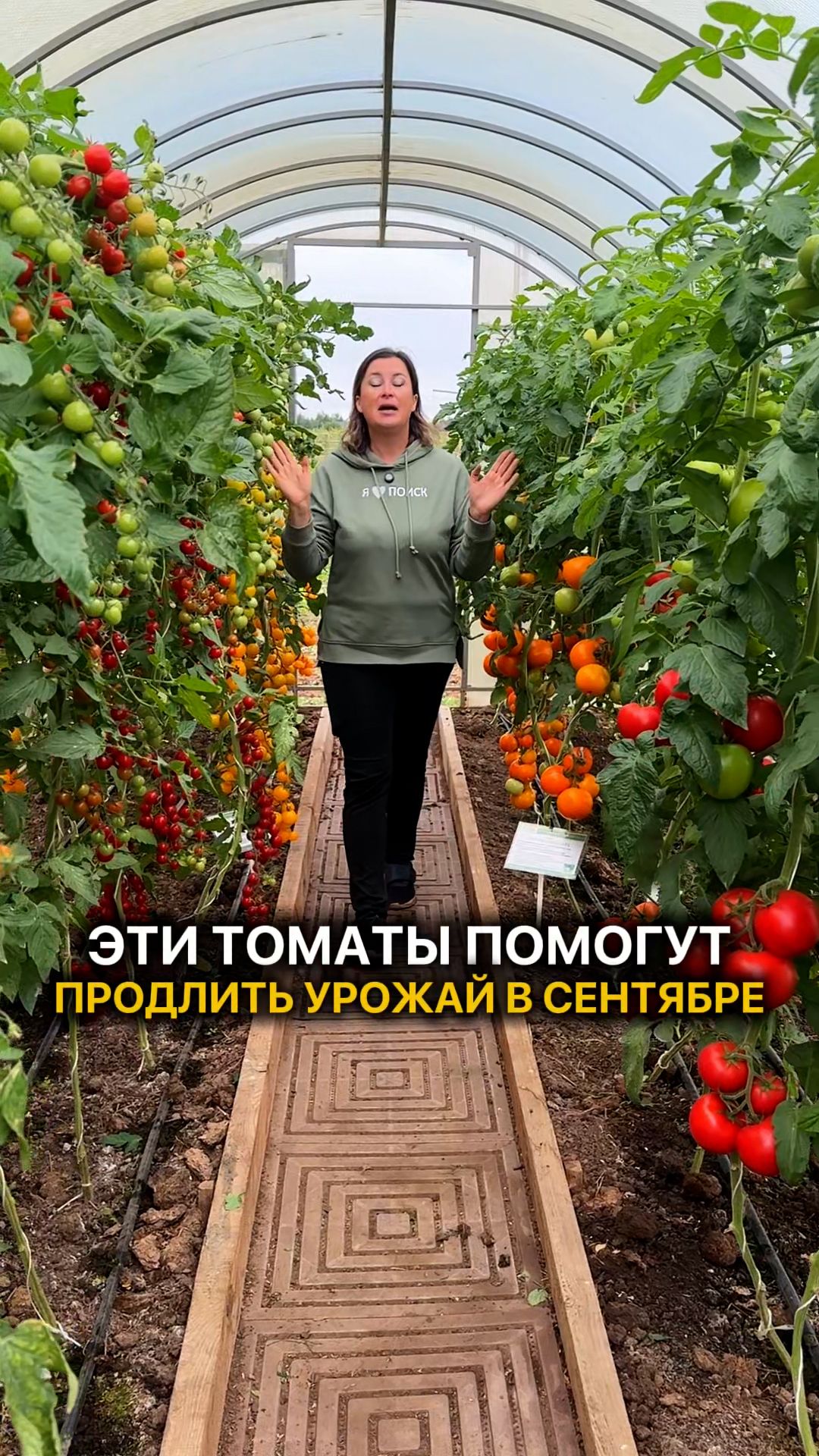 Томаты