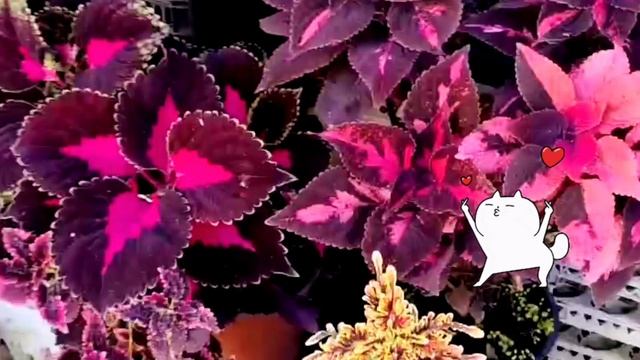 Осеннее цветение, бражник летает под хорошую песню 💐