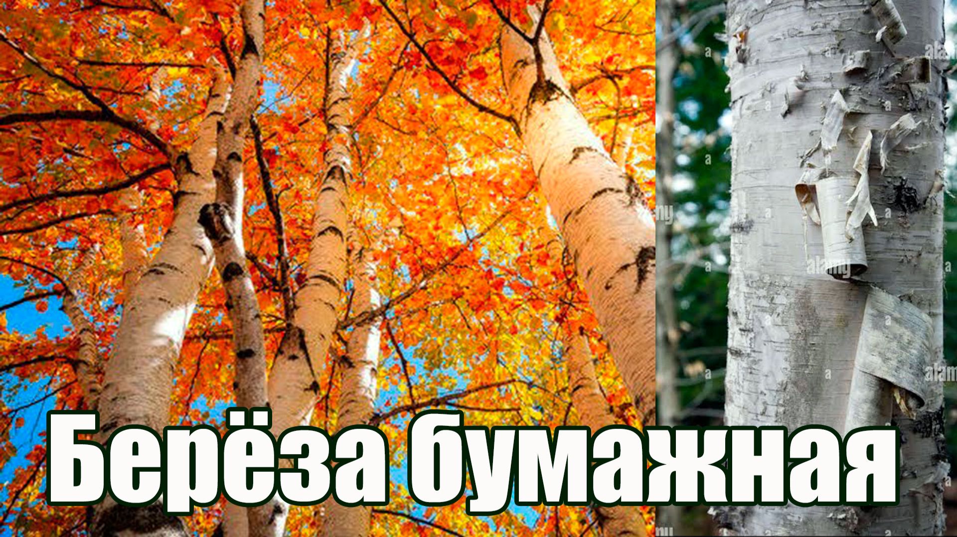 Живой сад и огород