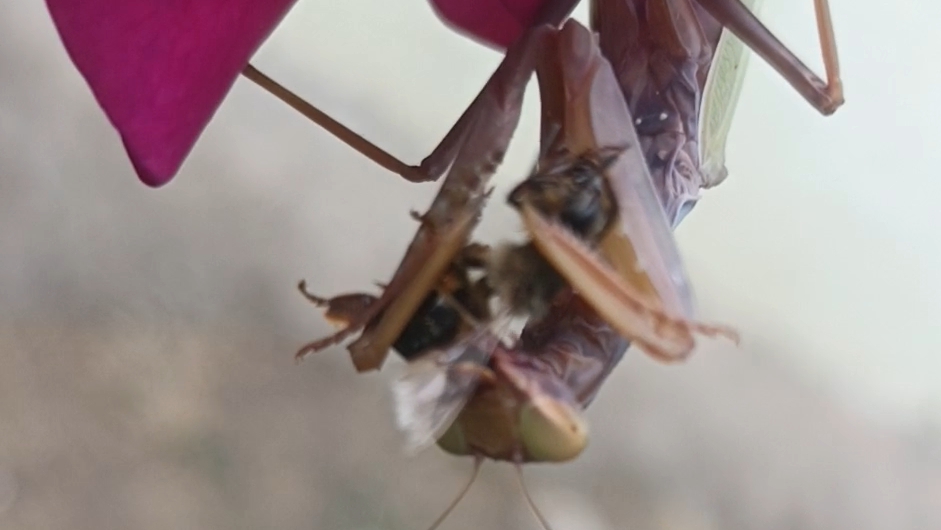 15-09-2026Вот он 🙄