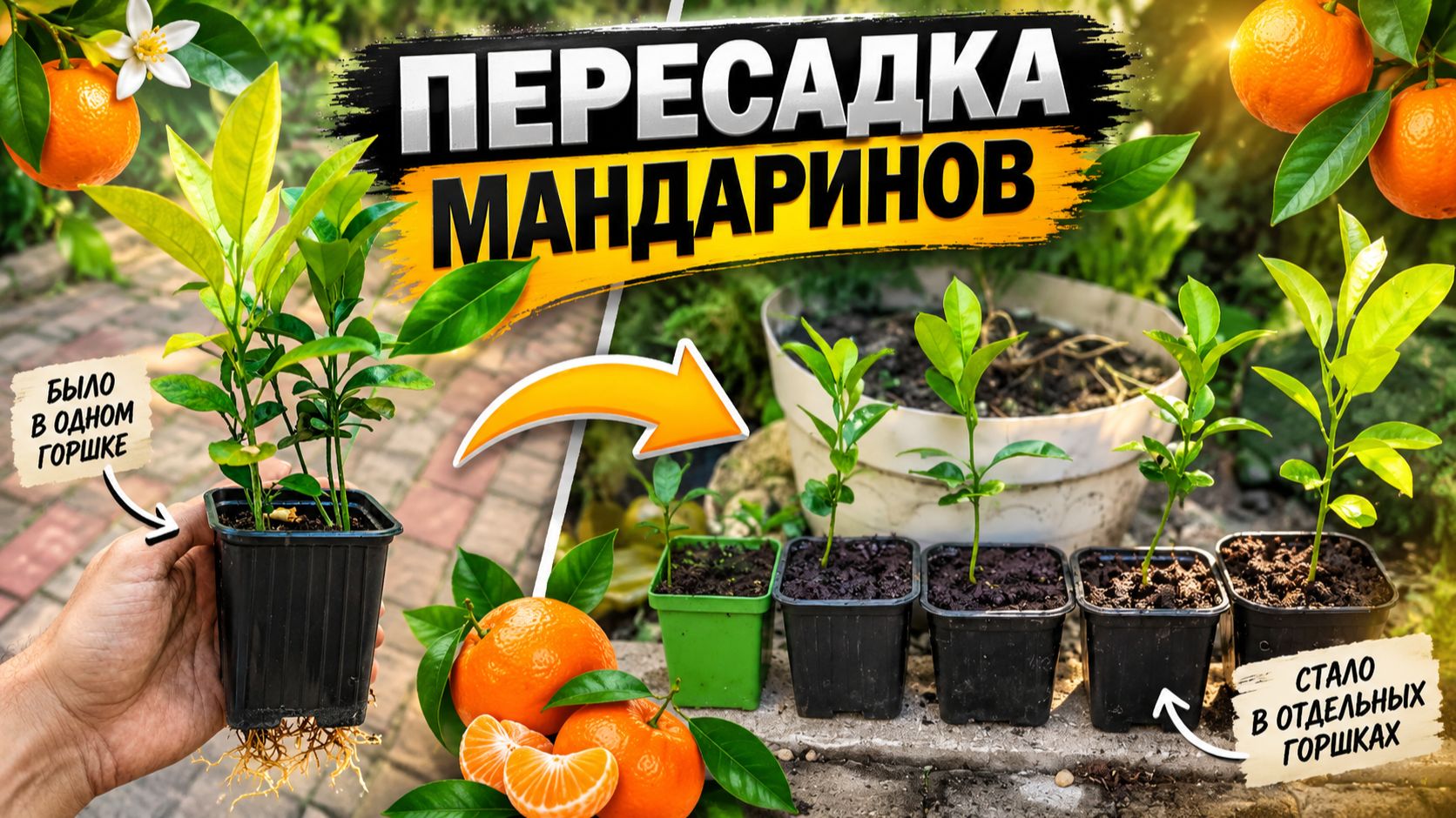 Бонсай