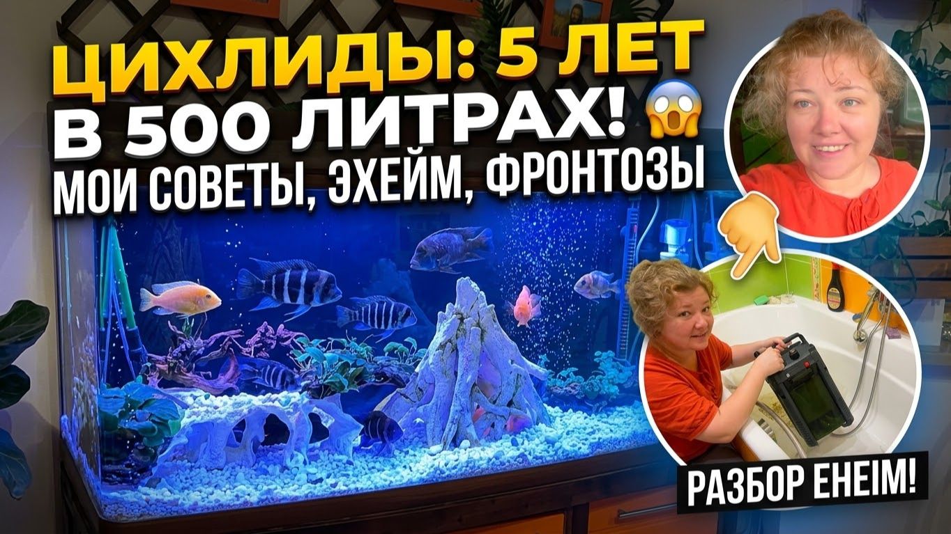 10 лет с цихлидами: Как устроен 500-литровый фронтозник: фильтр Eheim и советы из личного опыта