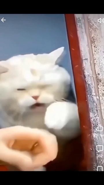 Приколы!