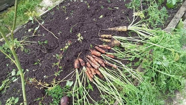 ОВОЩИ.