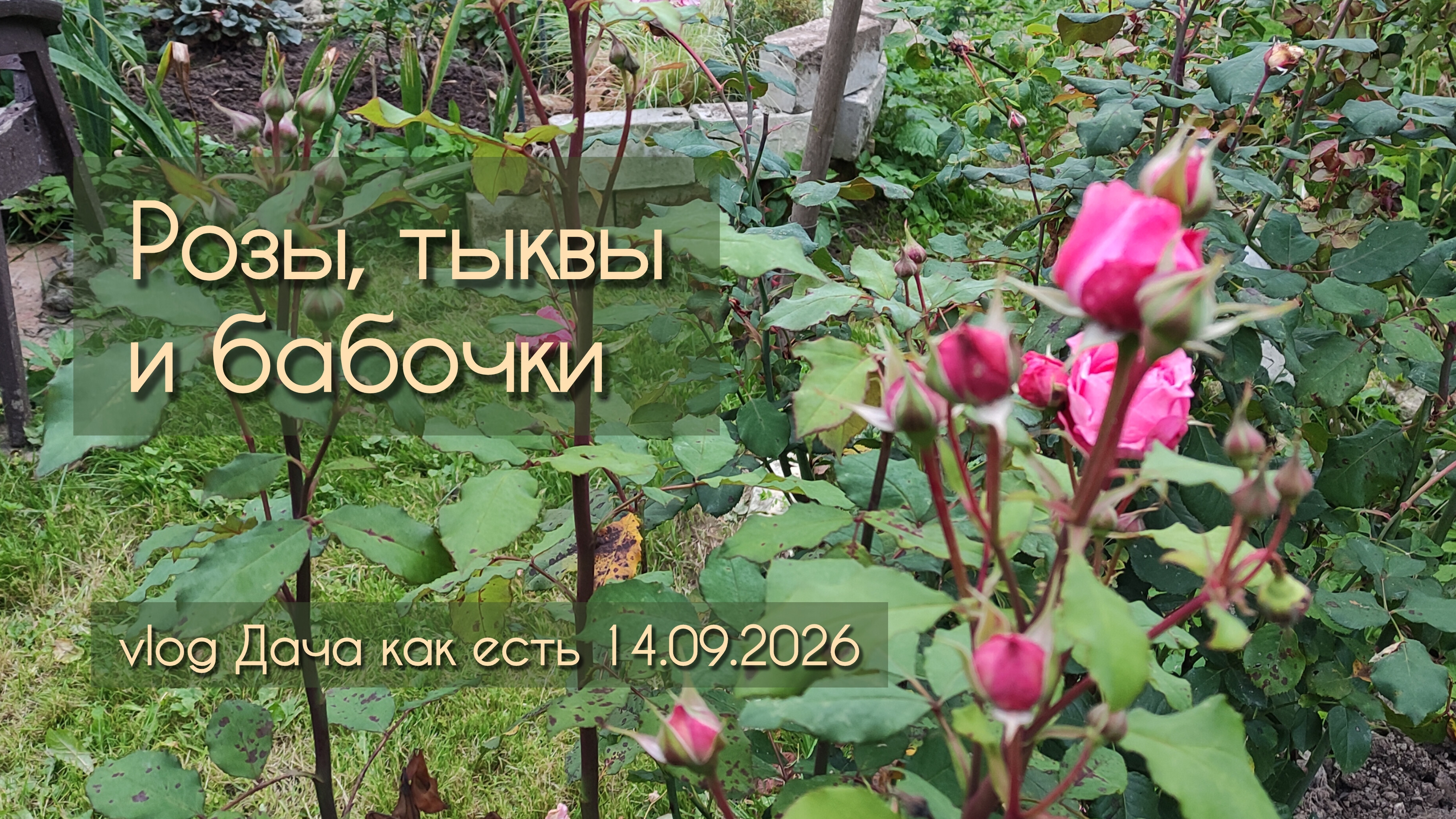 Дача как есть 2026