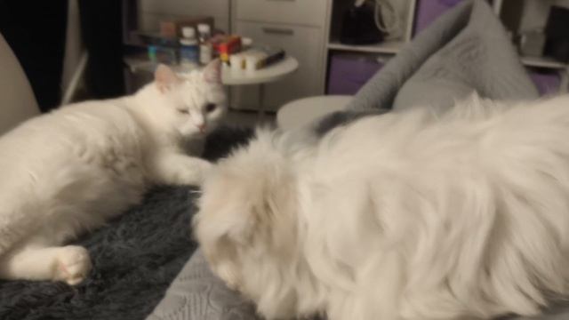 балонка.mp4
