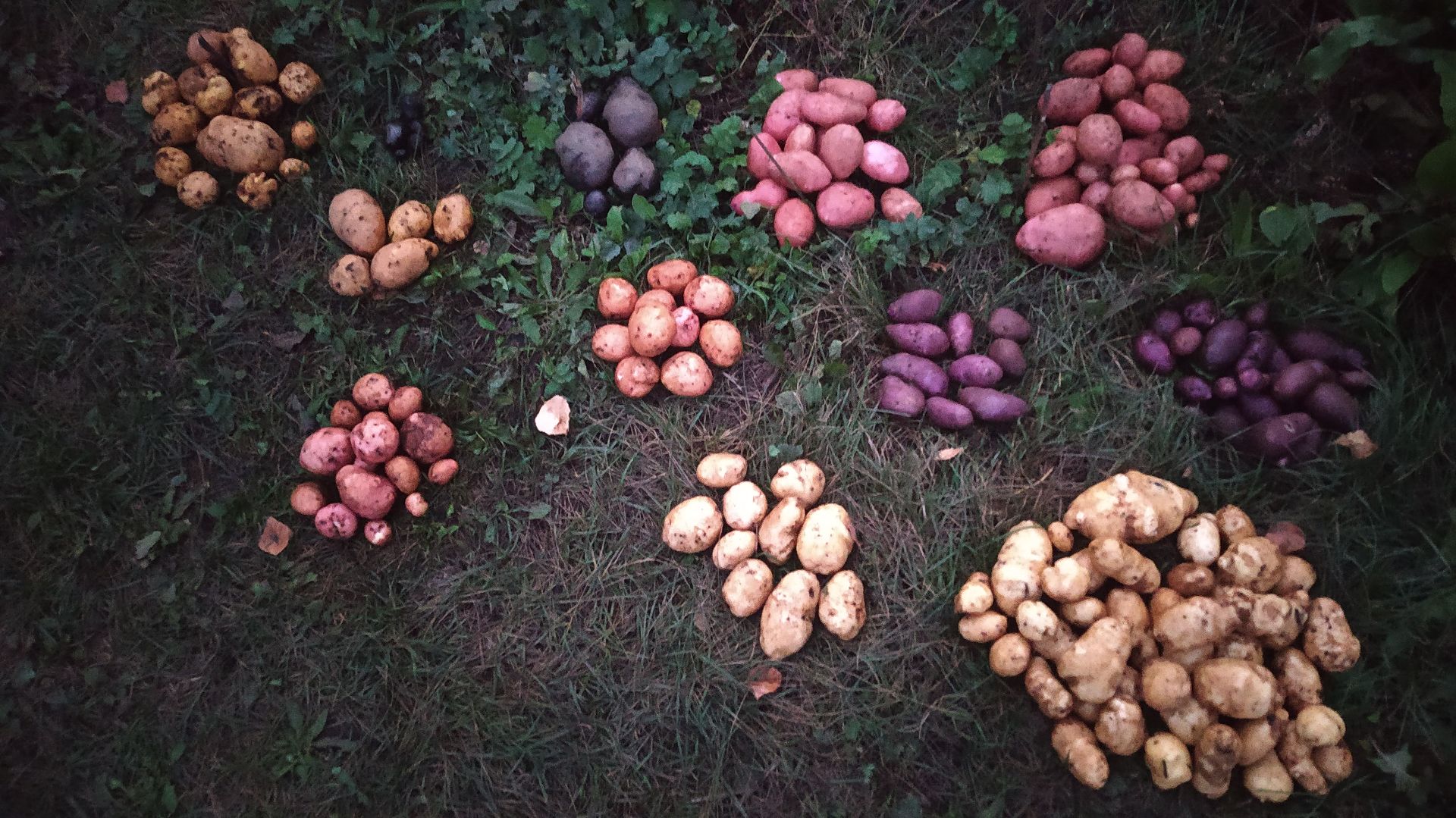 Сорта картофеля