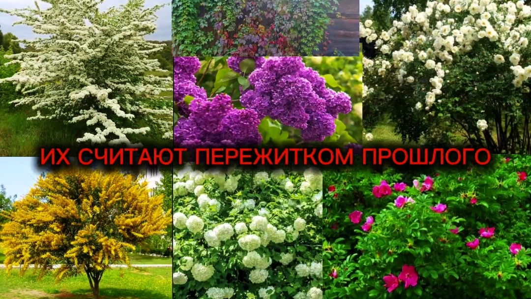 Бесплатные растения для сада.Растут быстро,цветут бесподобно
