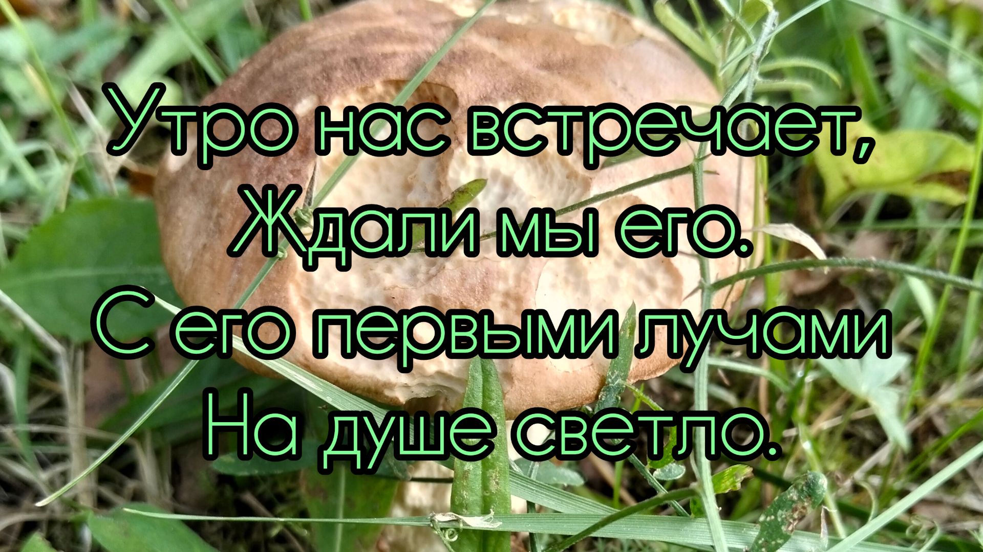 Огород