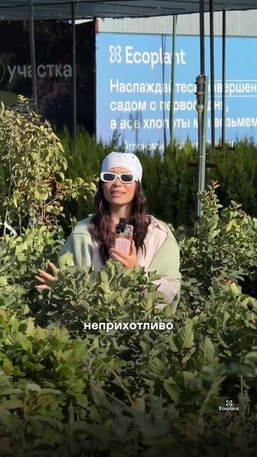 Этот куст БЫСТРО СКРОЕТ высокий забор 🌿🏡