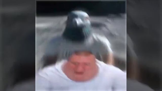 Матвей бодяг Эдит