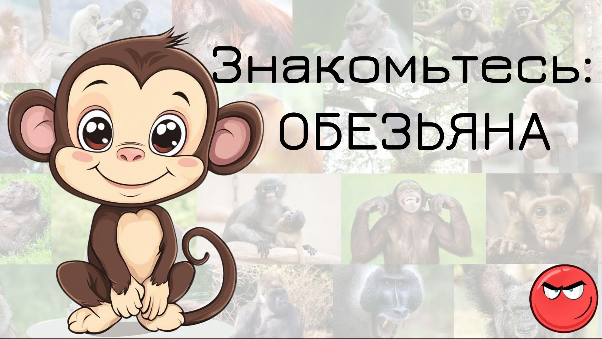 Знакомство с животными