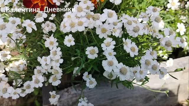 Обзор. Тысячелистник, цинии и прочее, что выросло из семян. Ожидание и реальность. Цветник летников