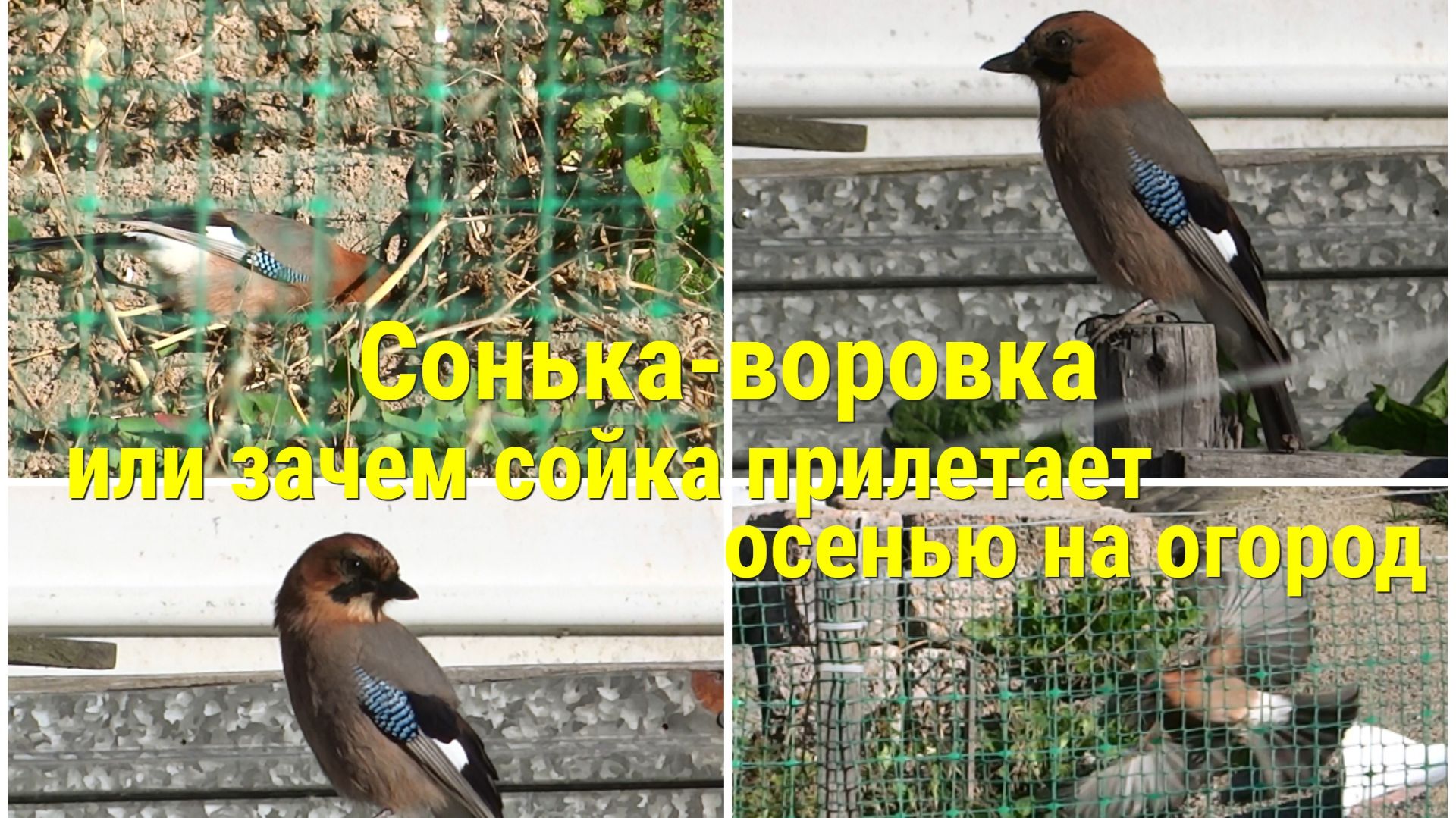 природа и братья наши меньшие