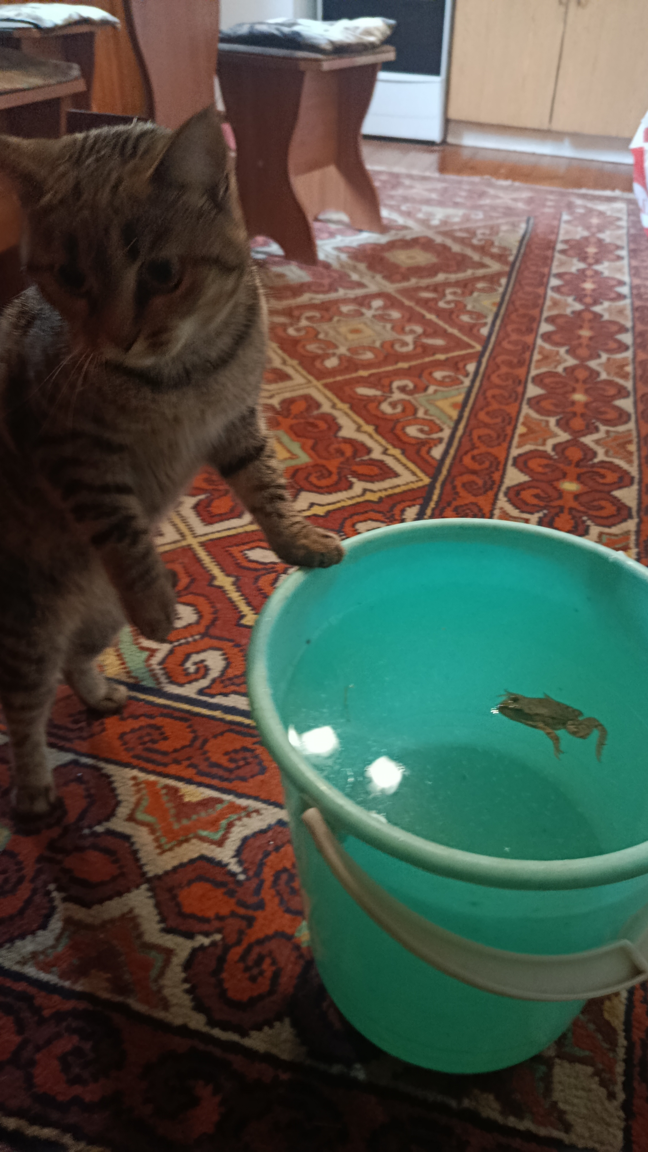 хвостатая Ириска с фамилией сосиска... ( мем животные котики коты кошки)