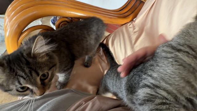 Замурчательные котики Месси и Левушка 15-09-2026