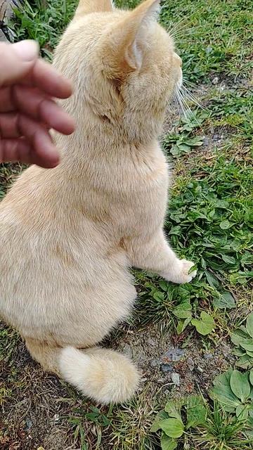 Любимый котик тоже красивый😊🐱