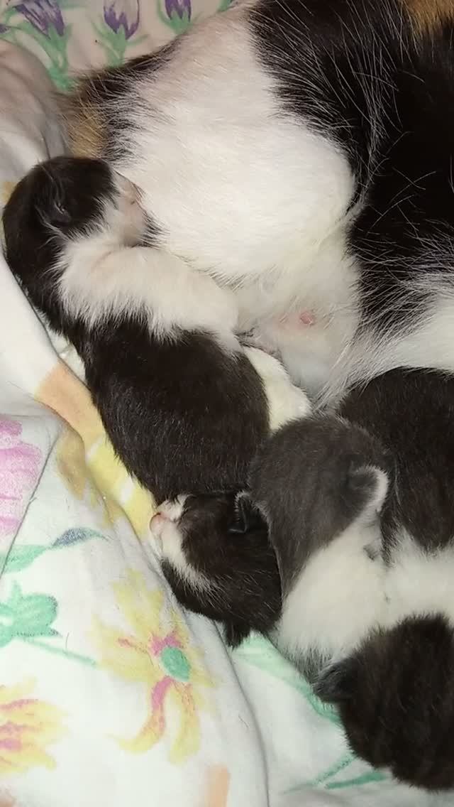 Кошки домашние