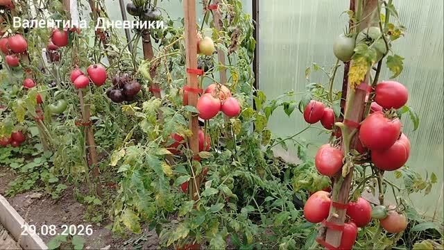 Томаты 