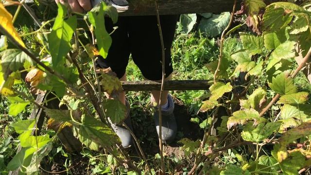Осенняя обрезка кустов, подкормка. И подготовка теплых грядок к весне.