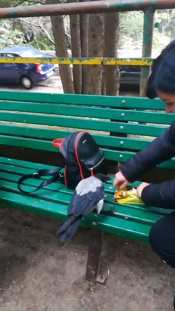 Ворона не просто ест — она командует 😂