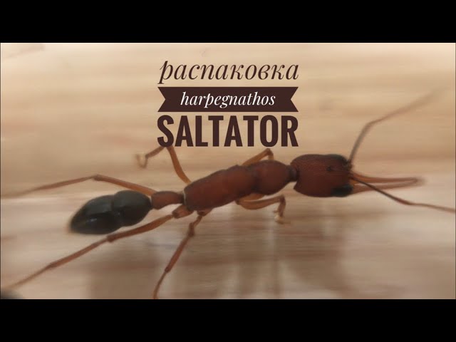 Сбылась мечта! Harpegnathos Saltator! Распаковка и заселение!