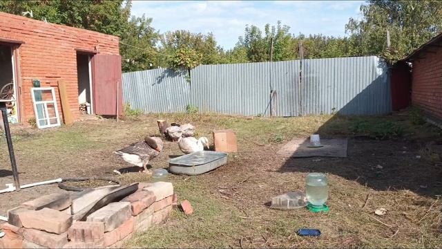 без слов