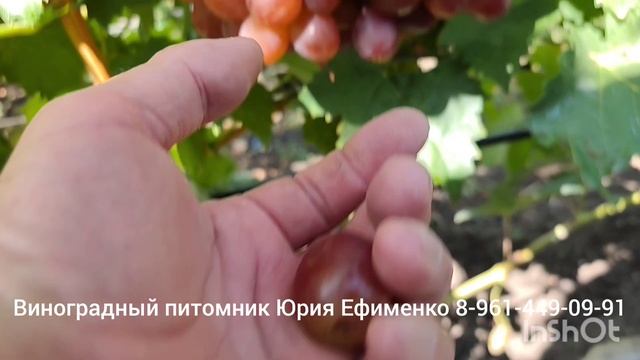 ГФ винограда Красный бояр ( рабочее название)