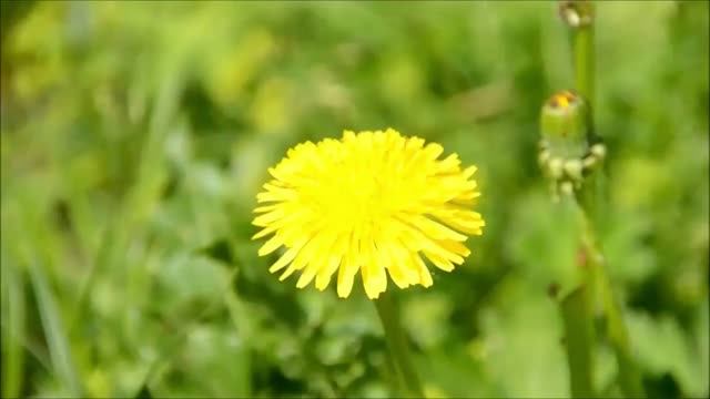 Природа.