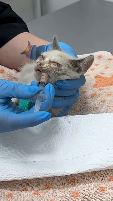Котёнок на дороге