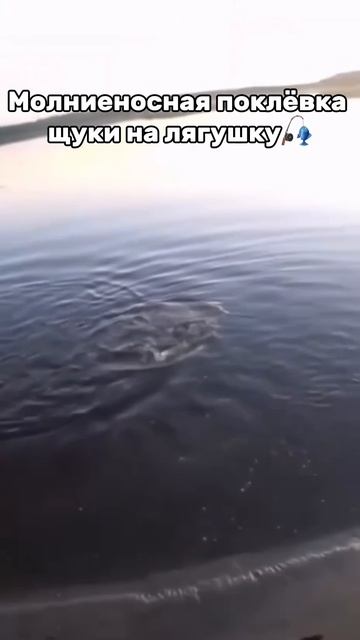 Щука атакует 🎣