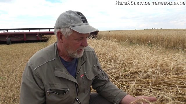 Добрый урожай фермера Александра Кулешова.