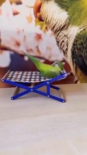 Вот это попугай 🦜😊❤