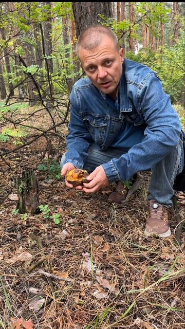 Моховик древесный в городской сосне | Buchwaldoboletus Lignicola