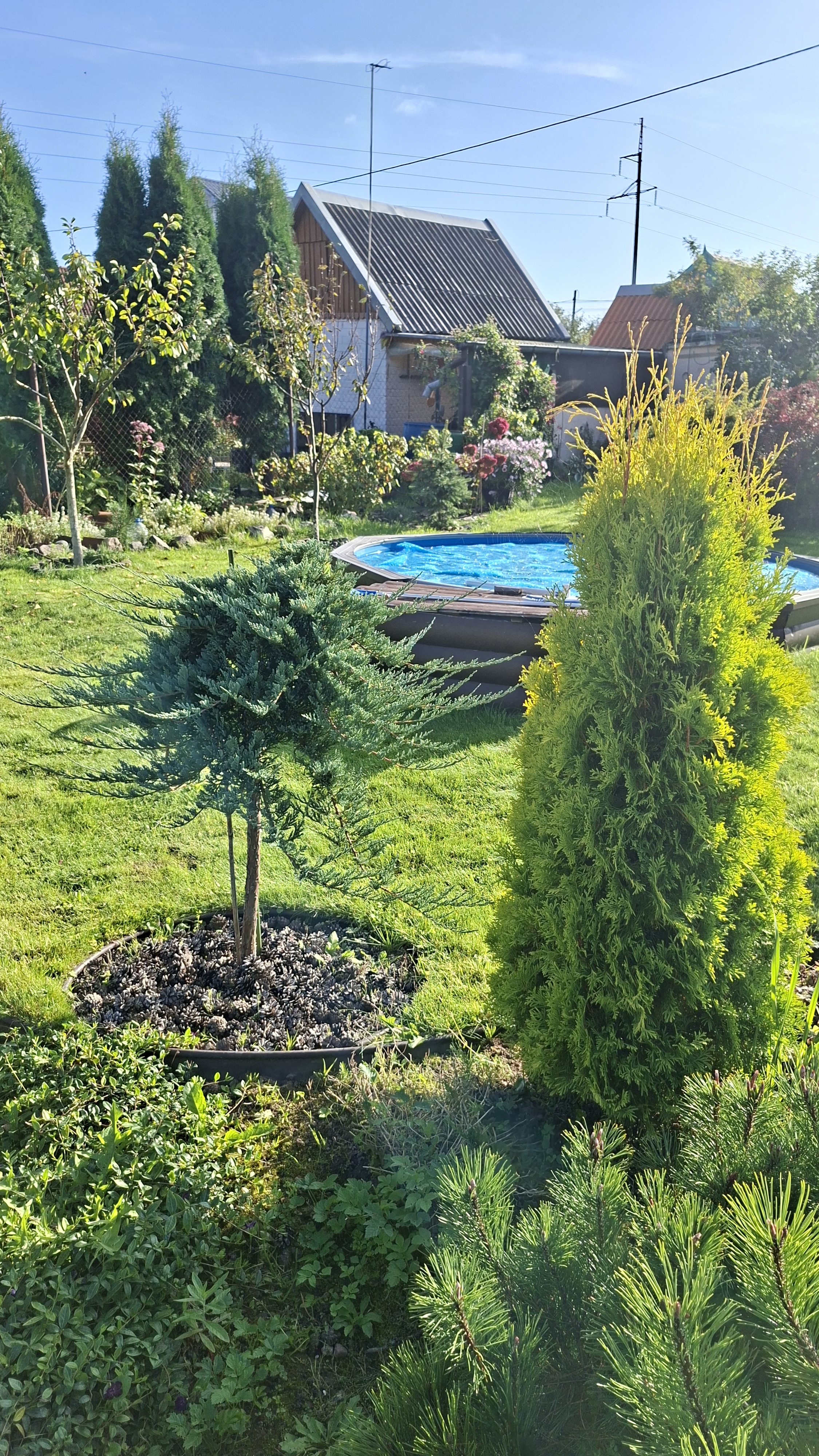 За 2 года хвойные очень подросли 🌲💚