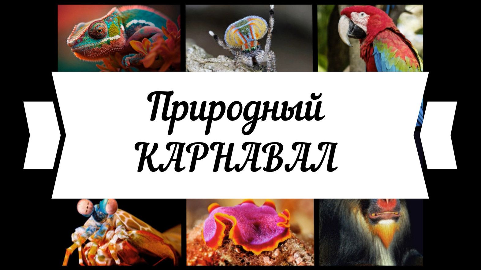 9 самых ярких животных, природный карнавал, журнал Вокруг света