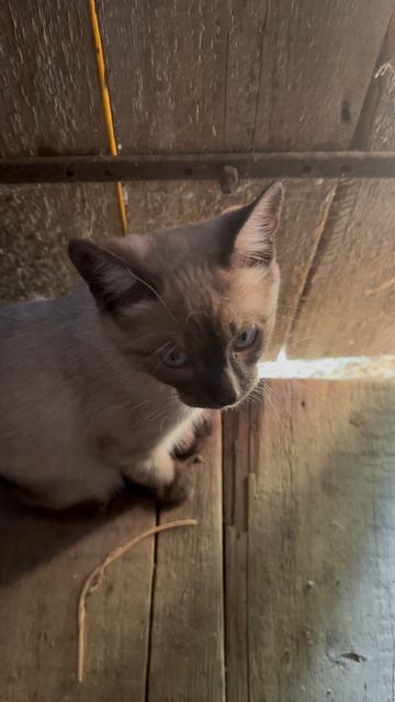 Милейший котик, чудо природы.