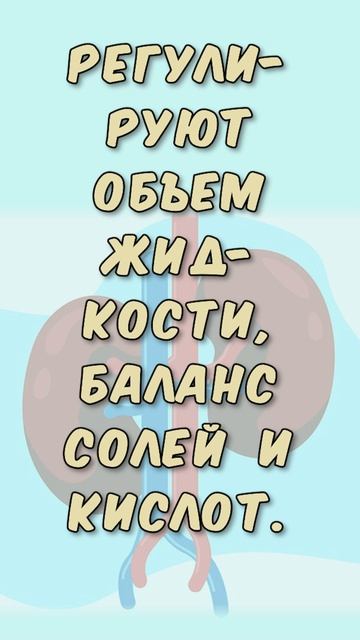 Функции почек